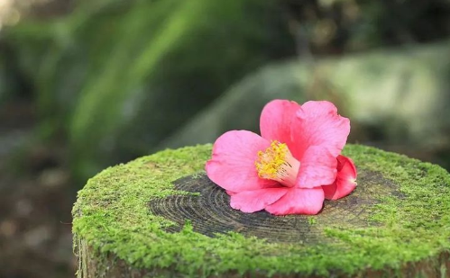 隨和是素質，低調是修養，良心是底線